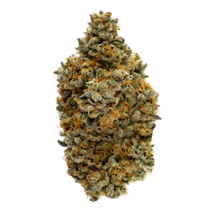 Mac1-Strain