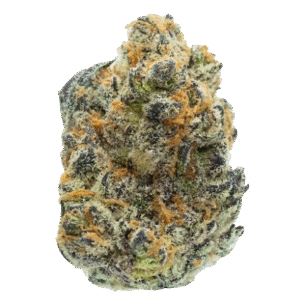 Michigan-Purp