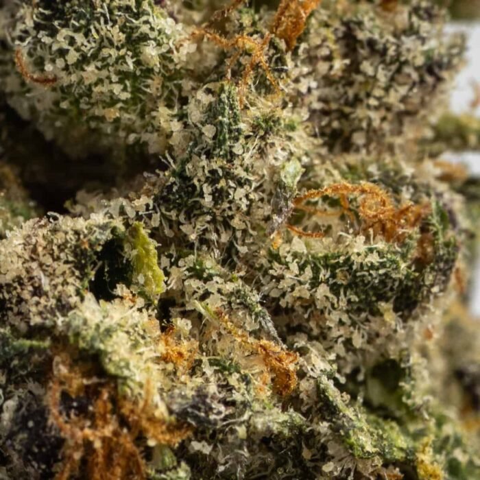 Biscotti Sherbet - Image 2