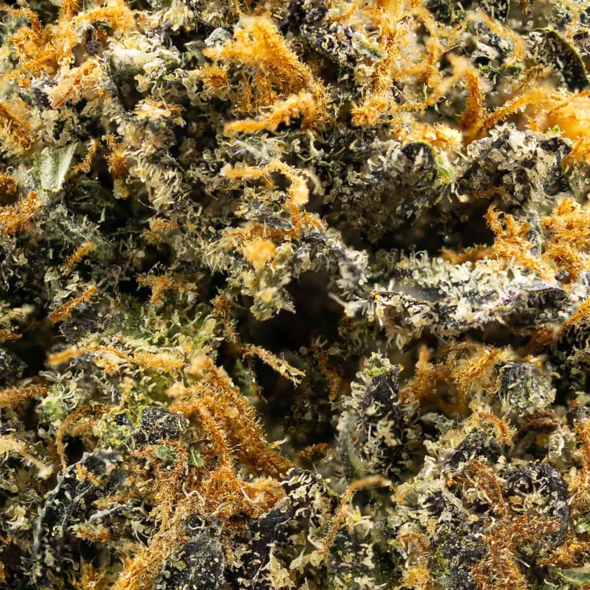 Lemon-Cherry-Gelato-Strain-MACRO-WEB Lemon Cherry Gelato - Image 2