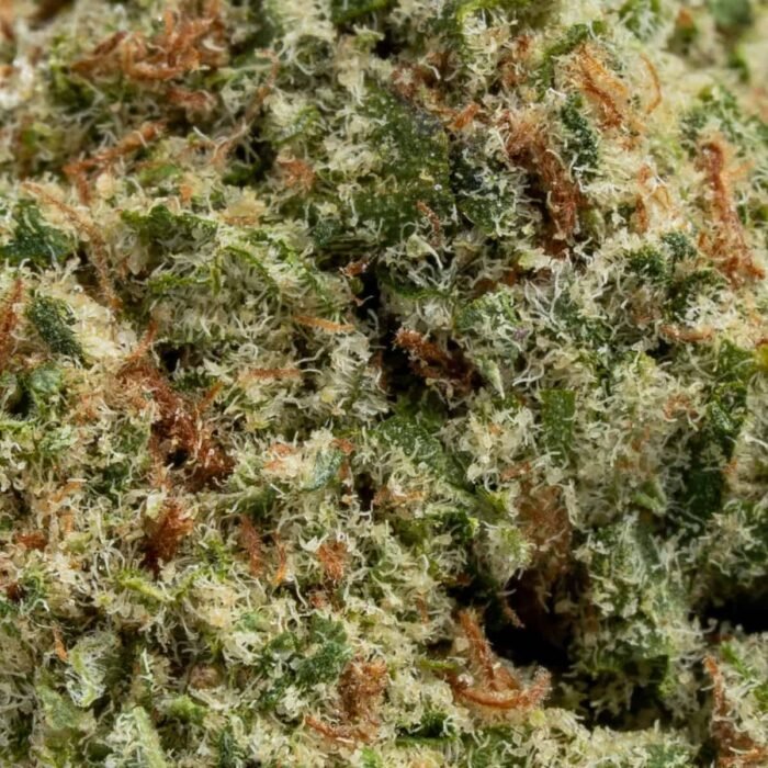Papaya Punch - Image 2