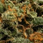 Super Silver Haze - Image 2